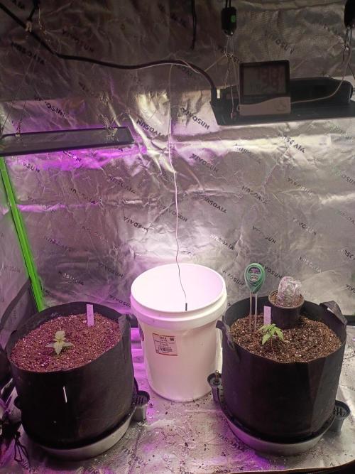 First Indoor Grow. Week 3 - Tent on day 20