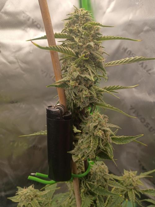 First Indoor Grow. Week 7