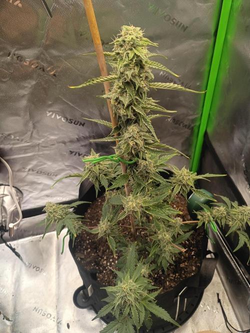 First Indoor Grow. Week 7