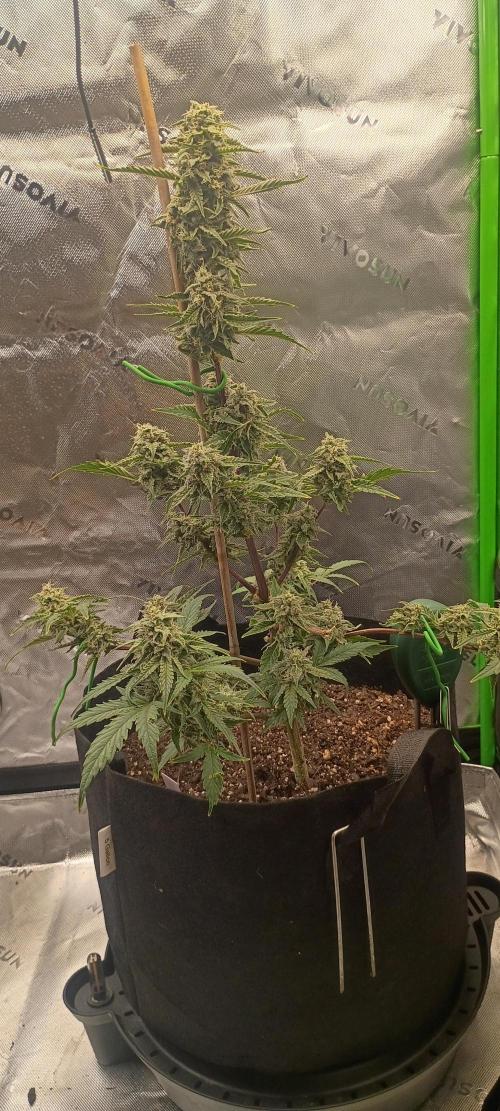 First Indoor Grow. Week 7