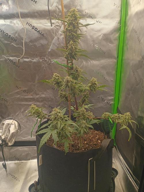 First Indoor Grow. Week 7