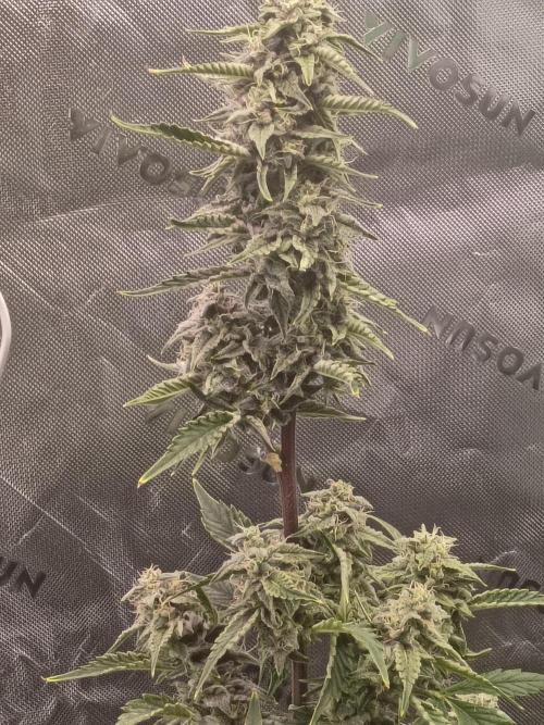 First Indoor Grow. Week 7