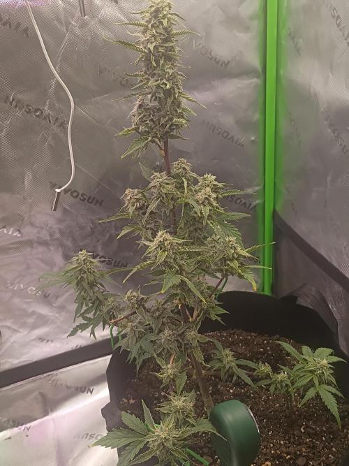First Indoor Grow. Week 7