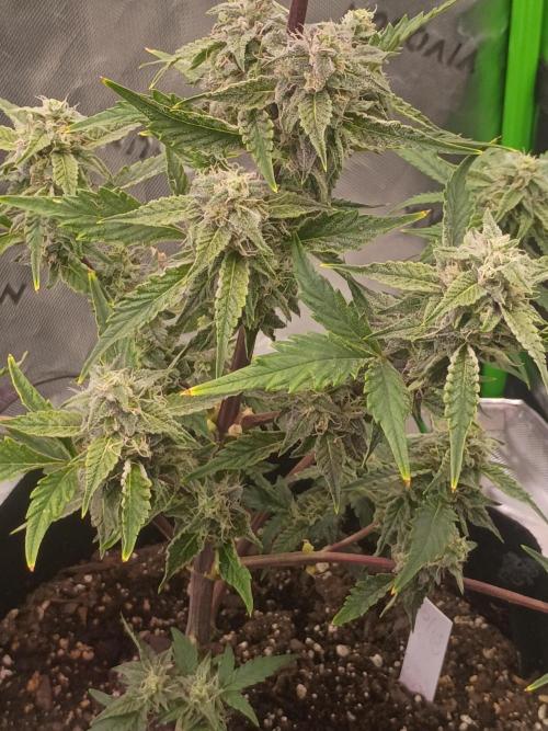 First Indoor Grow. Week 7