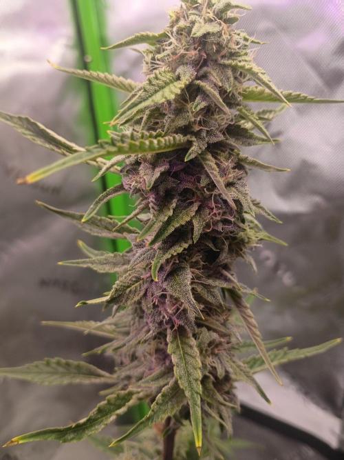 First Indoor Grow. Week 7