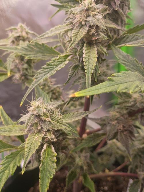 First Indoor Grow. Week 7