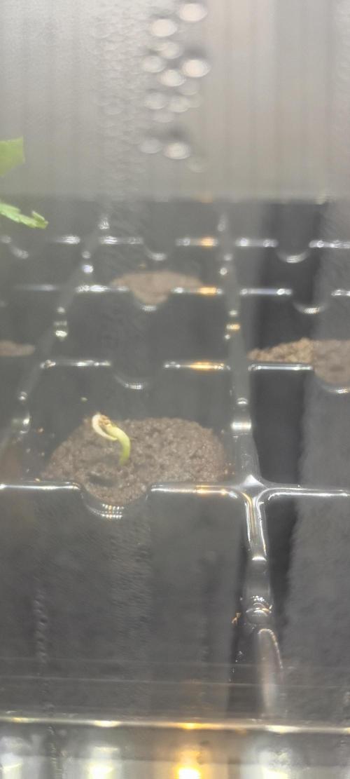 Mixed Fastbuds 420 AutoFlower Grow. Week 0