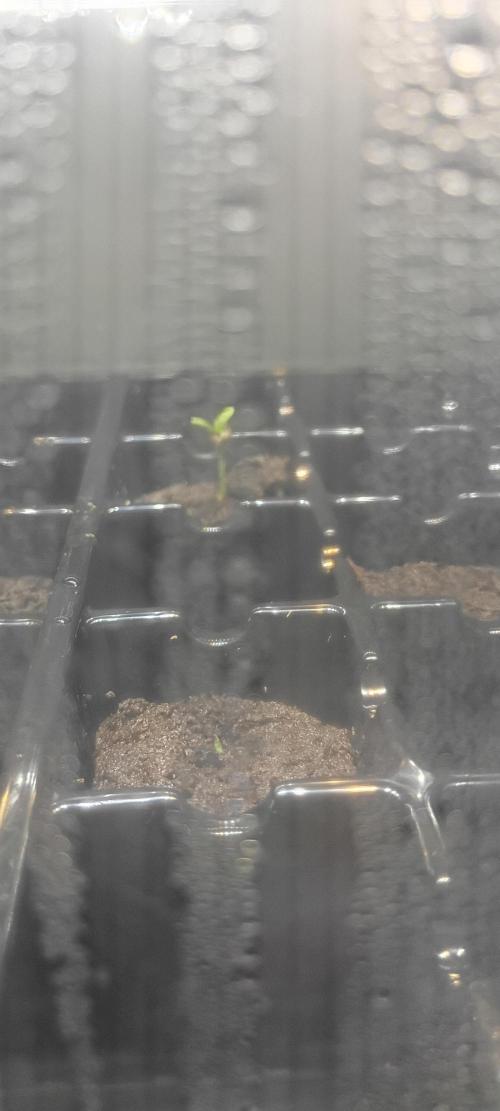 Mixed Fastbuds 420 AutoFlower Grow. Week 0