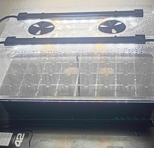 Mixed Fastbuds 420 AutoFlower Grow. Week 0