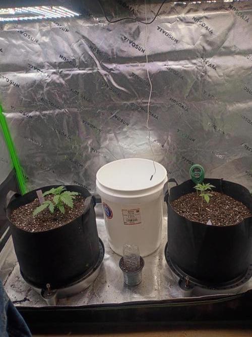 First Indoor Grow. Week 3 - The tent on day 20
