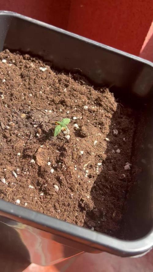 First try at my new balcony