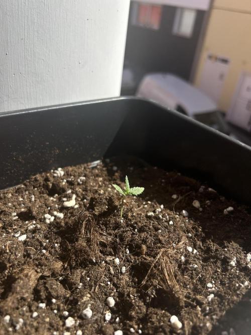 First try at my new balcony. Week 4