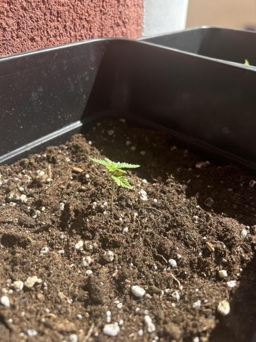 First try at my new balcony. Week 4