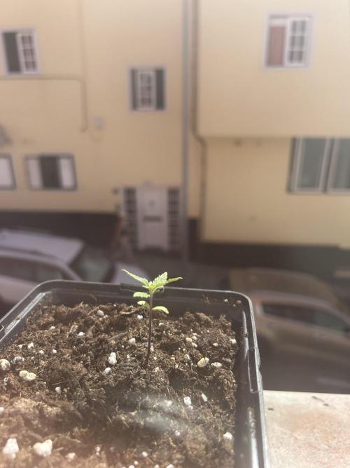 First try at my new balcony. Week 4