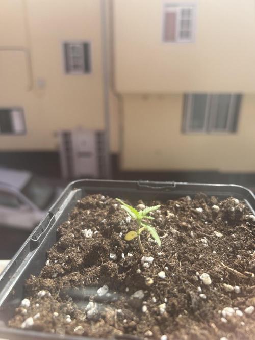 First try at my new balcony. Week 4