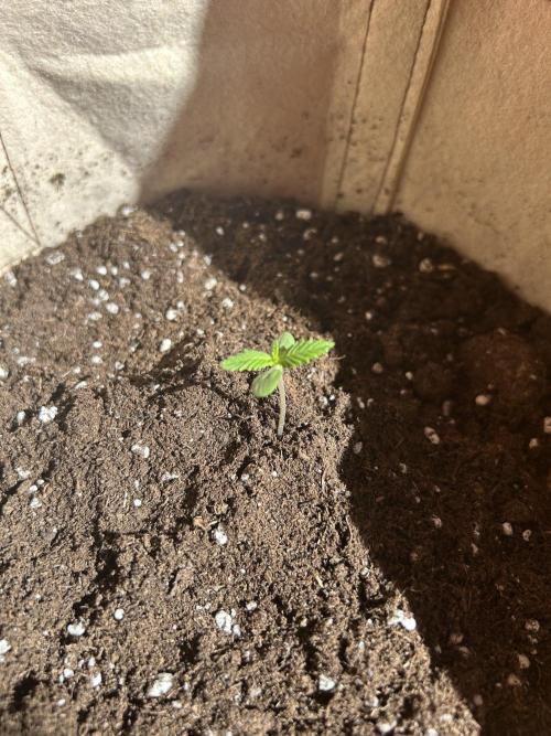 Planting some freebies!. Week 1