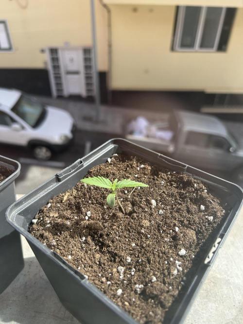 Planting some freebies!. Week 1