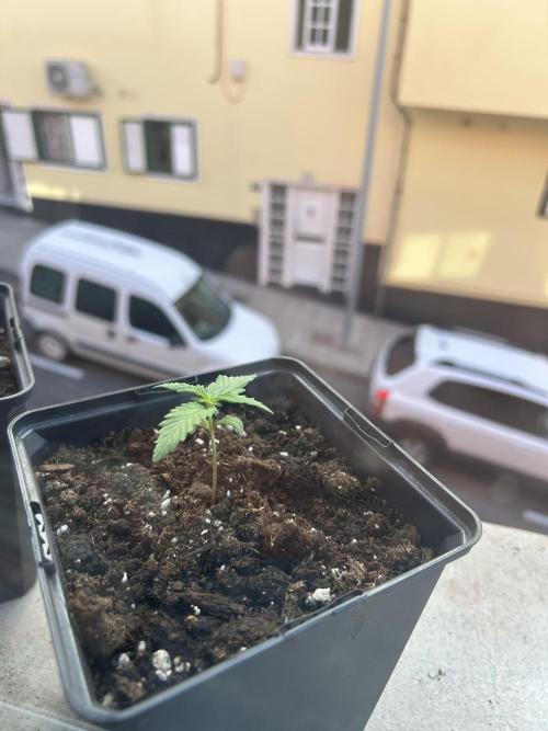 Planting some freebies!. Week 1