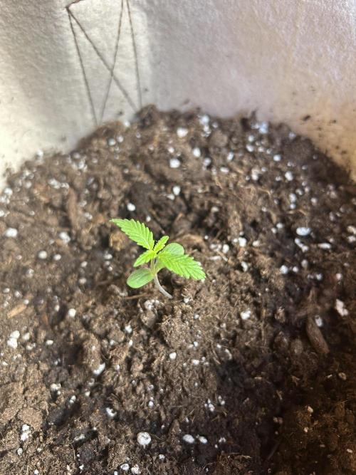 Planting some freebies!. Week 1