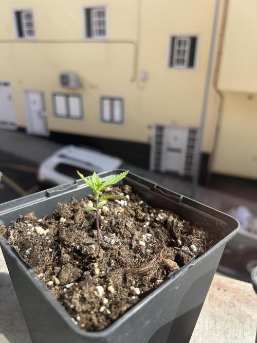 First try at my new balcony. Week 5