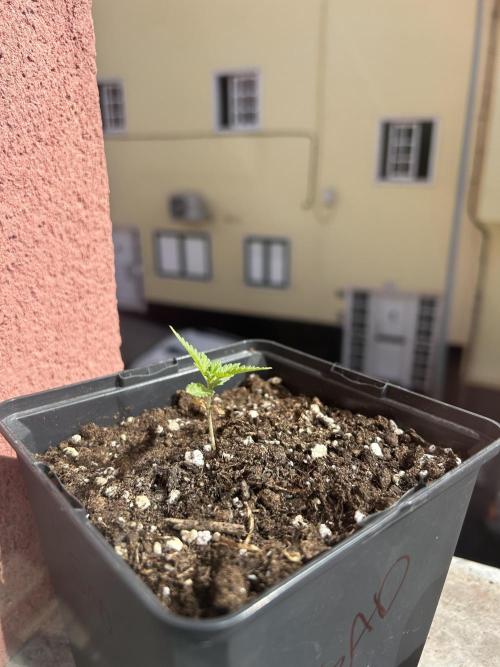 First try at my new balcony. Week 5