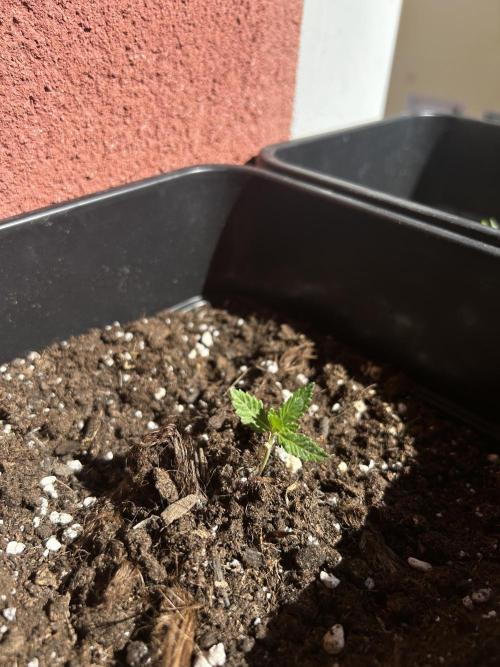 First try at my new balcony. Week 5