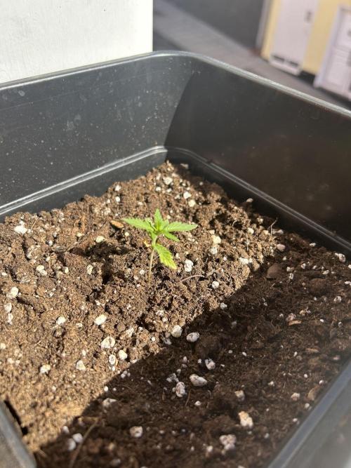 First try at my new balcony. Week 5