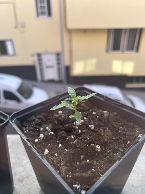 First try at my new balcony. Week 5