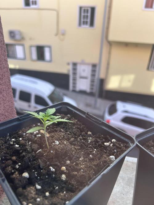 First try at my new balcony. Week 5