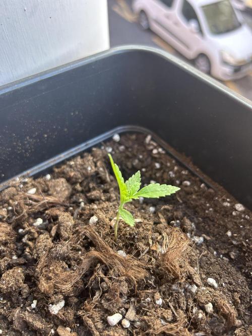 First try at my new balcony. Week 5