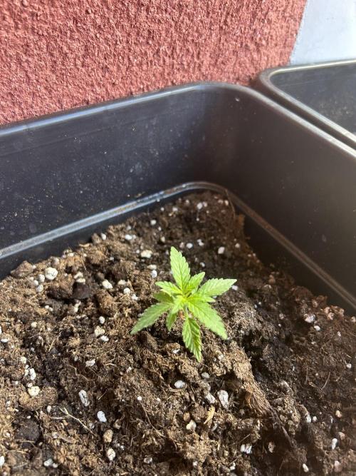 First try at my new balcony. Week 5