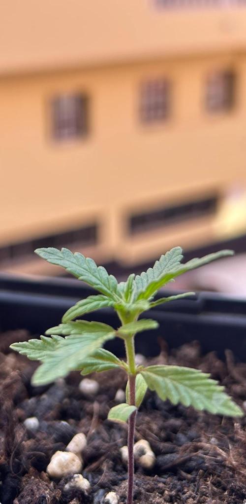 First try at my new balcony. Week 5