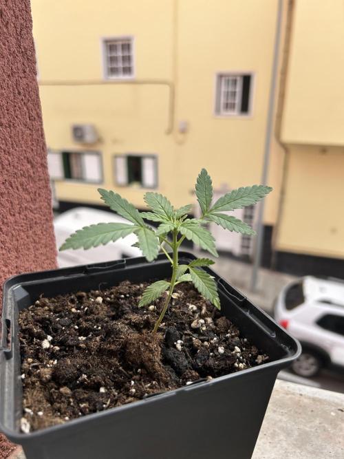 First try at my new balcony. Week 6
