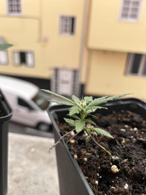 First try at my new balcony. Week 6