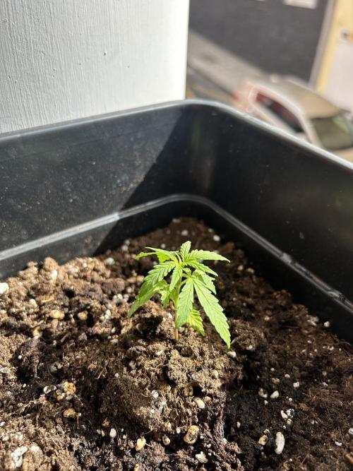 First try at my new balcony. Week 6