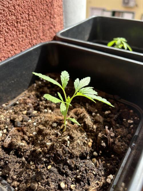 First try at my new balcony. Week 6