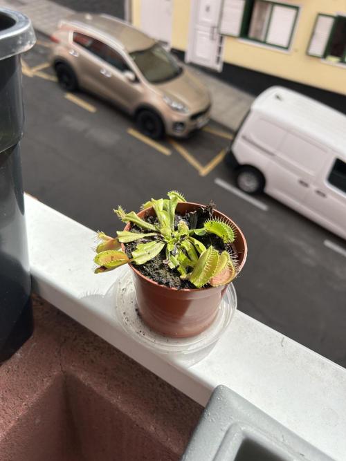 First try at my new balcony. Week 6