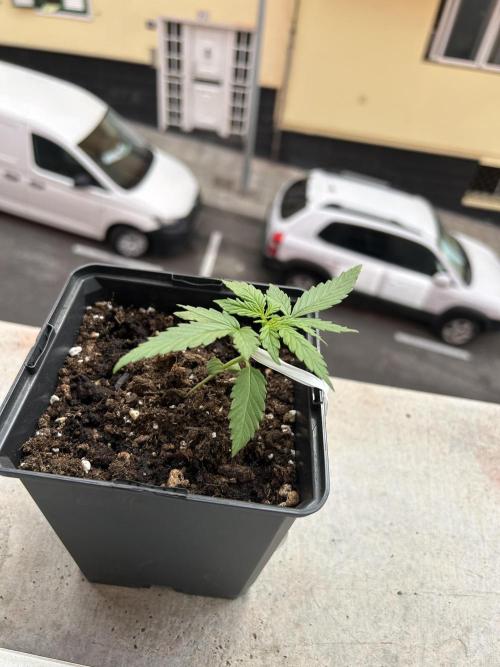 Planting some freebies!. Week 2