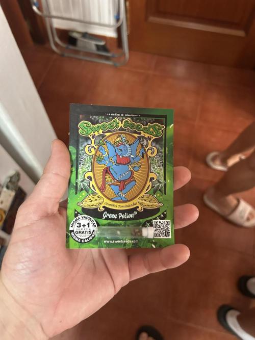 My first feminized grow. Week 0