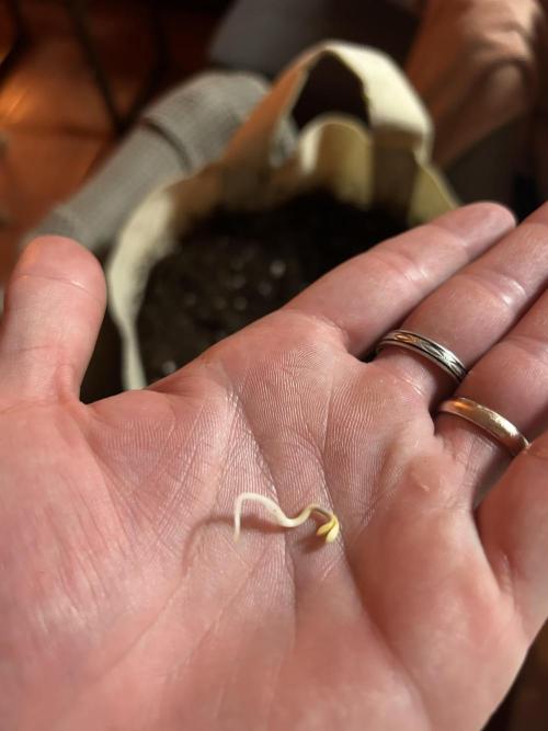 My first feminized grow. Week 0