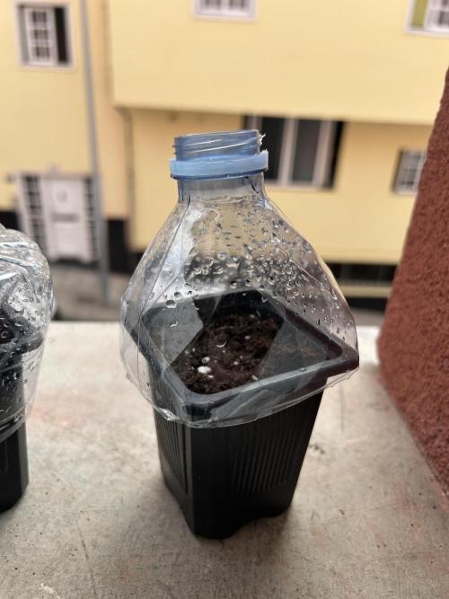 My first feminized grow. Week 0