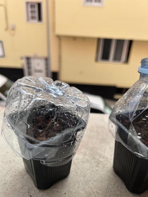 My first feminized grow. Week 0