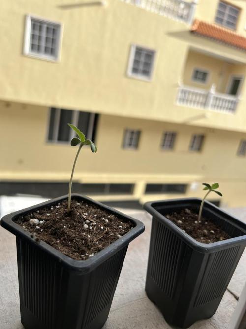 My first feminized grow. Week 1