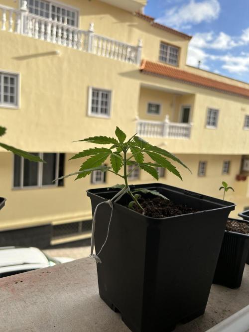 Planting some freebies!. Week 3