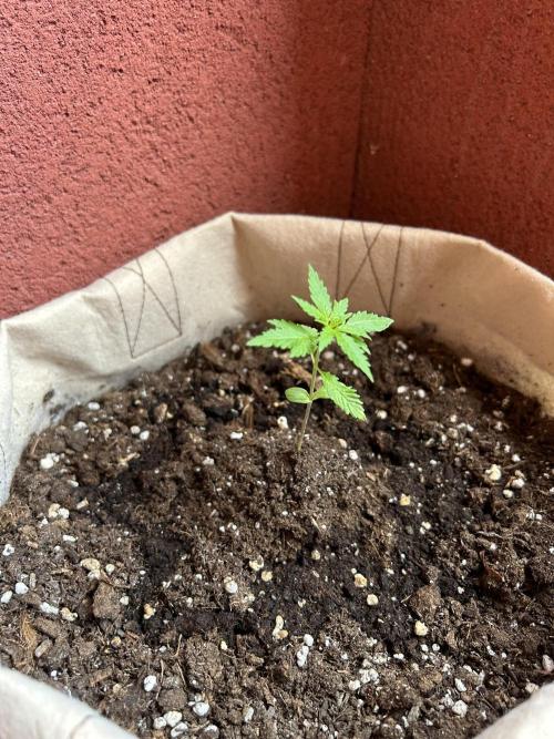 Planting some freebies!. Week 3