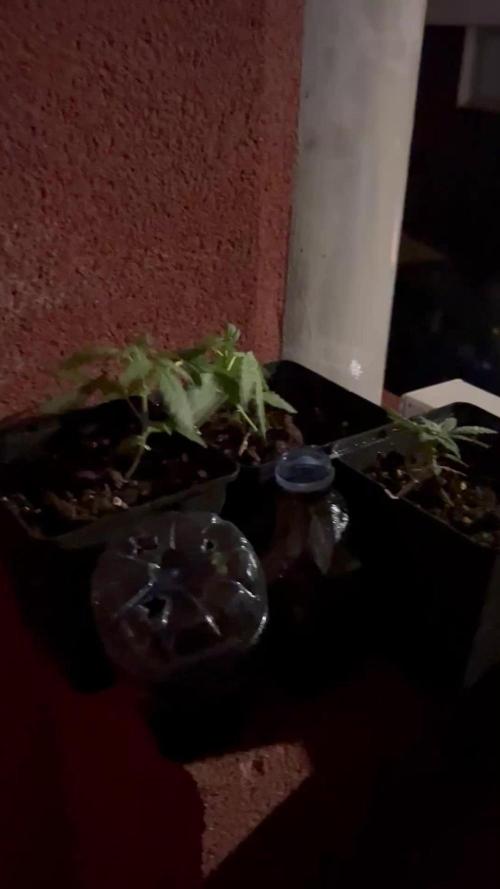 Planting some freebies!