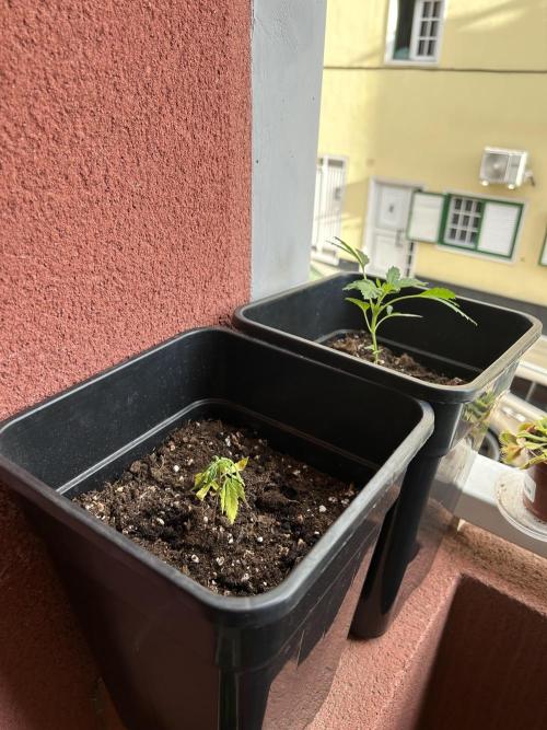 First try at my new balcony. Week 7