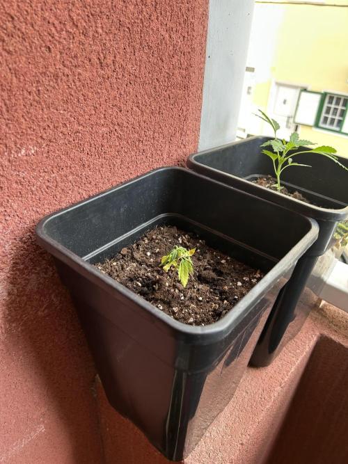 First try at my new balcony. Week 7