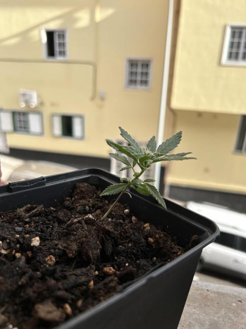 First try at my new balcony. Week 7