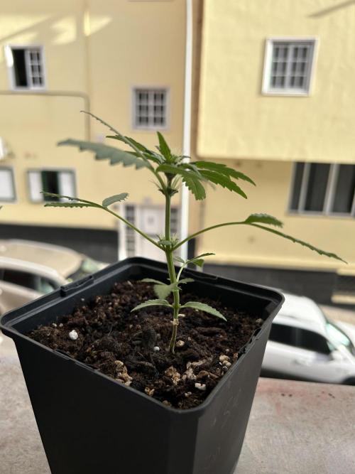 First try at my new balcony. Week 7